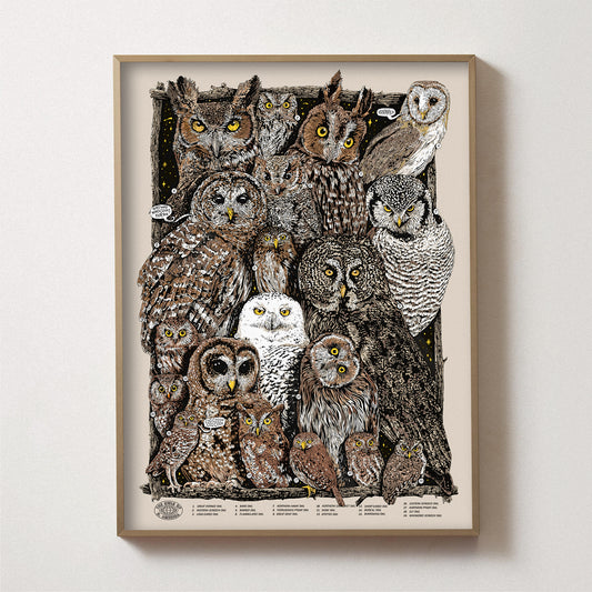 Owls of North America Print