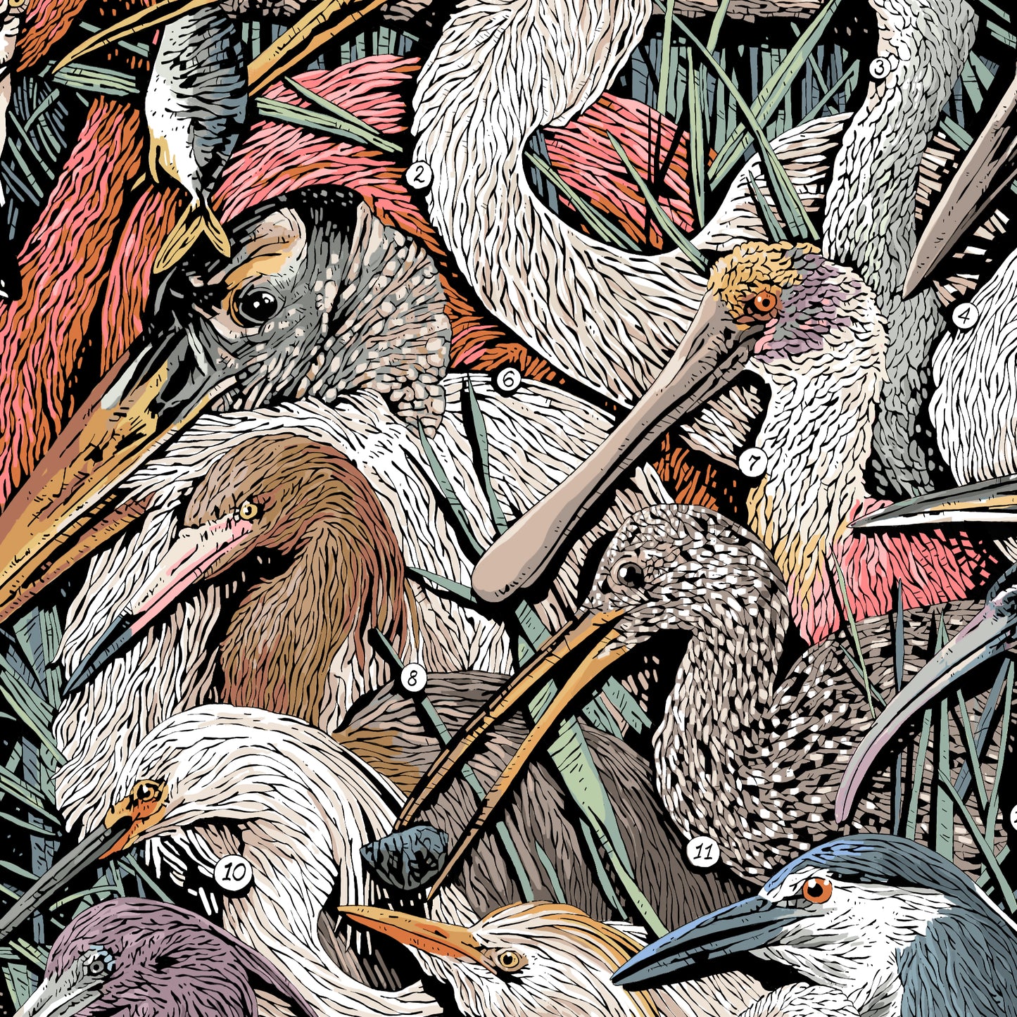 Waders of North America Print