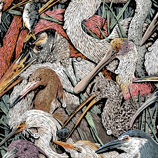 Waders of North America Print